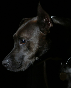 Privé hondentraining Hondenschool ,hondentraining & gedragsbegeleiding Heerenveen. Martin Gaus, Raad van beheer, Heerenveen, Kahundaz, Friesland, Groningen, Drenthe, gedragsbegeleiding