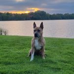 Privé hondentraining Hondenschool ,hondentraining & gedragsbegeleiding Heerenveen. Martin Gaus, Raad van beheer, Heerenveen, Kahundaz, Friesland, Groningen, Drenthe, gedragsbegeleiding