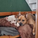 Privé hondentraining ,hondentraining Hondenschool & gedragsbegeleiding Heerenveen. Martin Gaus, Raad van beheer, Heerenveen, Kahundaz, Friesland, Groningen, Drenthe, gedragsbegeleiding