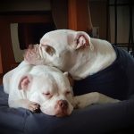 Privé hondentraining ,hondentraining Hondenschool & gedragsbegeleiding Heerenveen. Martin Gaus, Raad van beheer, Heerenveen, Kahundaz, Friesland, Groningen, Drenthe, gedragsbegeleiding