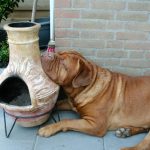 Privé hondentraining Hondenschool ,hondentraining & gedragsbegeleiding Heerenveen. Martin Gaus, Raad van beheer, Heerenveen, Kahundaz, Friesland, Groningen, Drenthe, gedragsbegeleiding