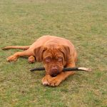 Privé hondentraining ,hondentraining Hondenschool & gedragsbegeleiding Heerenveen. Martin Gaus, Raad van beheer, Heerenveen, Kahundaz, Friesland, Groningen, Drenthe, gedragsbegeleiding