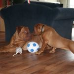 Privé hondentraining ,hondentraining Hondenschool & gedragsbegeleiding Heerenveen. Martin Gaus, Raad van beheer, Heerenveen, Kahundaz, Friesland, Groningen, Drenthe, gedragsbegeleiding