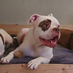 Privé hondentraining ,hondentraining Hondenschool & gedragsbegeleiding Heerenveen. Martin Gaus, Raad van beheer, Heerenveen, Kahundaz, Friesland, Groningen, Drenthe, gedragsbegeleiding