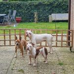 Privé hondentraining ,hondentraining Hondenschool & gedragsbegeleiding Heerenveen. Martin Gaus, Raad van beheer, Heerenveen, Kahundaz, Friesland, Groningen, Drenthe, gedragsbegeleiding