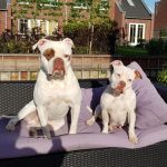 Privé hondentraining ,hondentraining Hondenschool & gedragsbegeleiding Heerenveen. Martin Gaus, Raad van beheer, Heerenveen, Kahundaz, Friesland, Groningen, Drenthe, gedragsbegeleiding